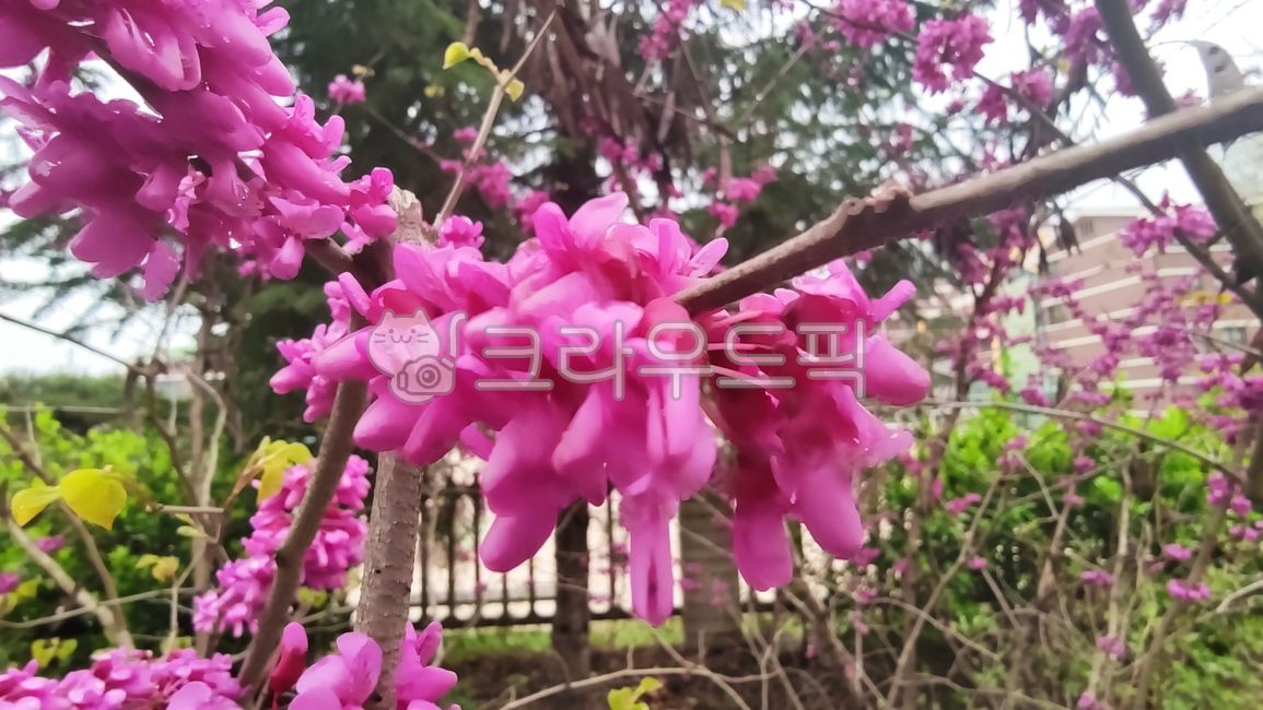 blossom,cercischinensis,Babtigi,rice bran flower tree,rice cake tree,Park Taegi,rice grass tree,flower,Paktaegi tree,bead flower tree,plant,Paktaegi tree flower