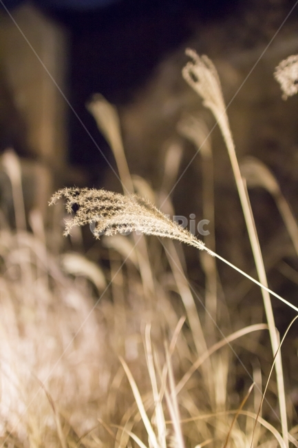 갈대,문화비축기지,겨울조명,가을,겨울,식물,자연,plants,nature,감성,sensible,feeling