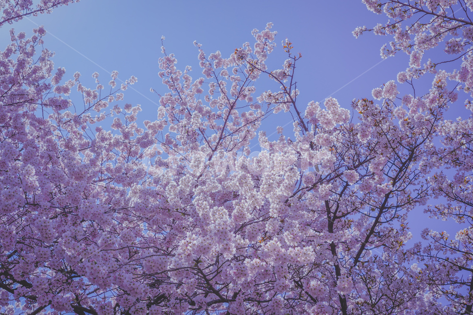 벚꽃,봄,식물,blossom,꽃