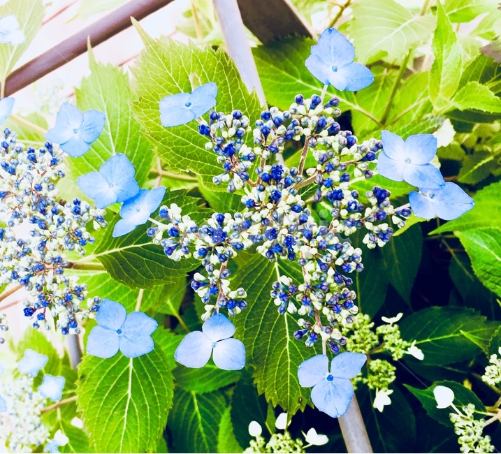 수국,꽃,풀,파란꽃,꽃배경,배경사진,꽃클로즈업,예쁜배경,이쁜배경,감성,감성사진,감성배경,식물,자연,plants,nature,꽃,flower