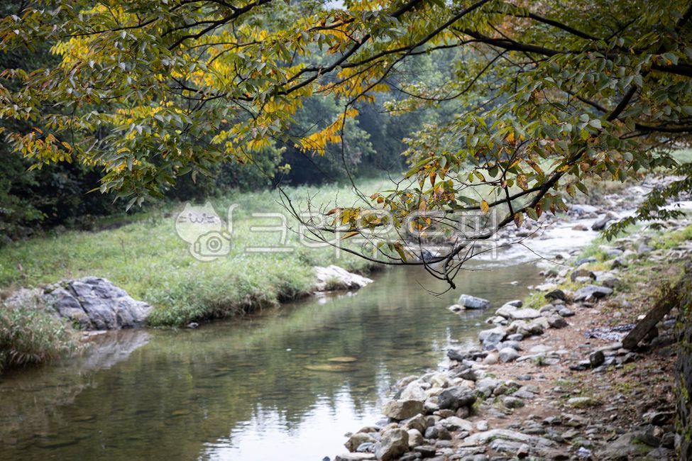 개울가,개울,시냇가,물,시냇물,나무,자동차,돌,암석,맑은,투명한,비치는,나뭇잎,가을,계절,나뭇가지,단풍,식물,풀,흐르는,풍경,자연