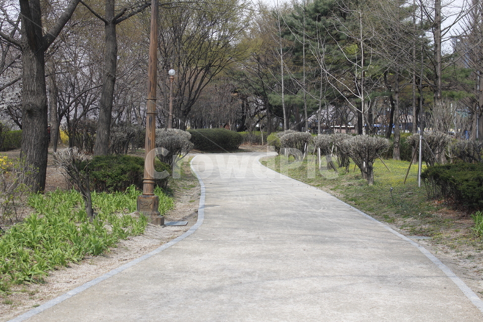 나무,숲,공원,산책,산책로,길,숲길