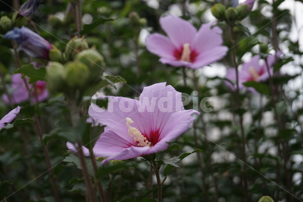 식물,꽃,무궁화,flower,plant,국화