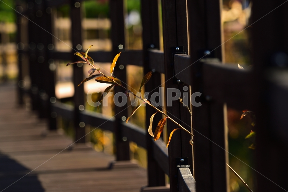 가을,외로움,희망,의지,식물,가을,계절,fall,autumn,season,식물,자연,plants,nature,railing,난간,handrail,banister