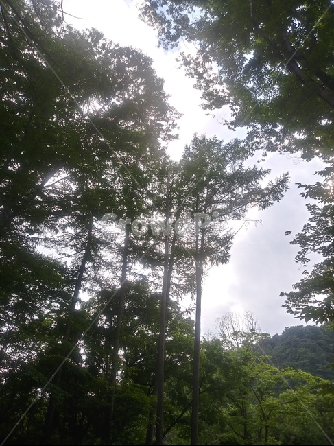 풍경,파랑,환경,녹색,숲,식물,하늘,구름,생태,아름다움,배경,빛,야외,자연,낮,푸른하늘,나무,봄,여름,가을,겨울,산,landscape,blue,environment,green,forest,plant,tree,sky,cloud,ecology,beauty,background,light,outdoor,nature,day,bluesky,trees,mountains