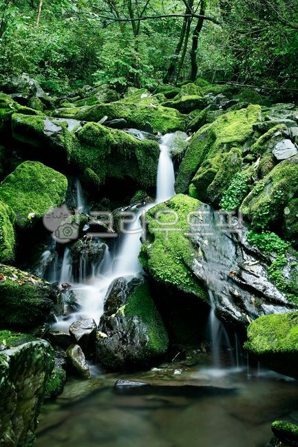 이끼계곡,이끼,자연,경치,계곡,풍경,숲속,nature,outdoors,water,물