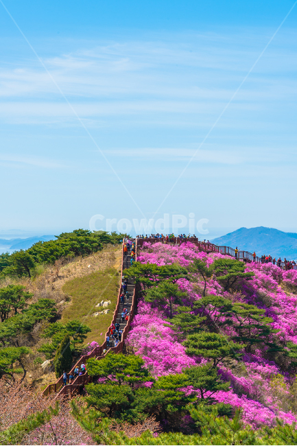 진달래꽃,진달래축제,강화도고려산,고려산진달래,봄꽃,꽃축제,자연,풍경,nature,landscape,사람들,대중,군중,other people,crowd,outdoors,옥외