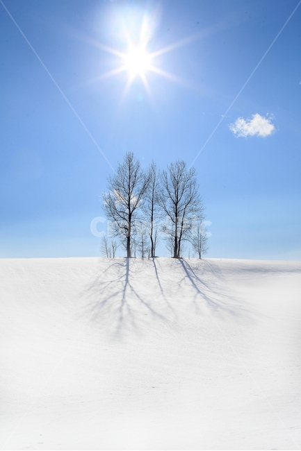 설경,비에이,설원,겨울,자연,풍경,세계,눈,설산,sapporo,biei,winter,겨울,계절,winter,season,자연,풍경,nature,landscape,해외,외국,세계,foreign,oversea,world,세계자연풍경,해외자연풍경,외국자연풍경,world nature landscape,식물,plants,나무,trees,wood,outdoors,옥외