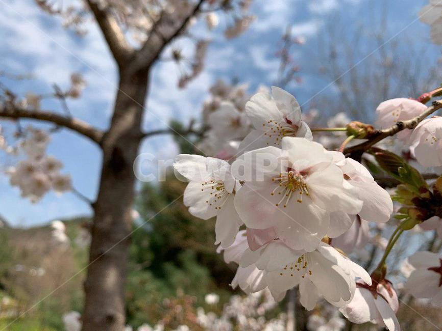 벚꽃,벚꽃놀이,꽃,꽃놀이,벚꽃길,안산벚꽃,봄,봄,계절,spring,season,식물,자연,plants,nature,꽃,flower,plant,blossom