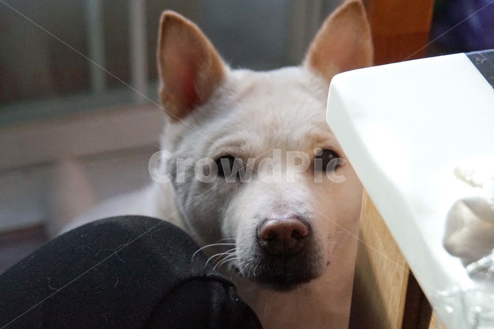 진돗개,진도견,백구,반려견,애완견,개,강아지,멍멍이,댕댕이,꼬맹이,dog,puppy,jindo,황구,동물,animal,포유류,mammal,개,강아지,dog,doggy