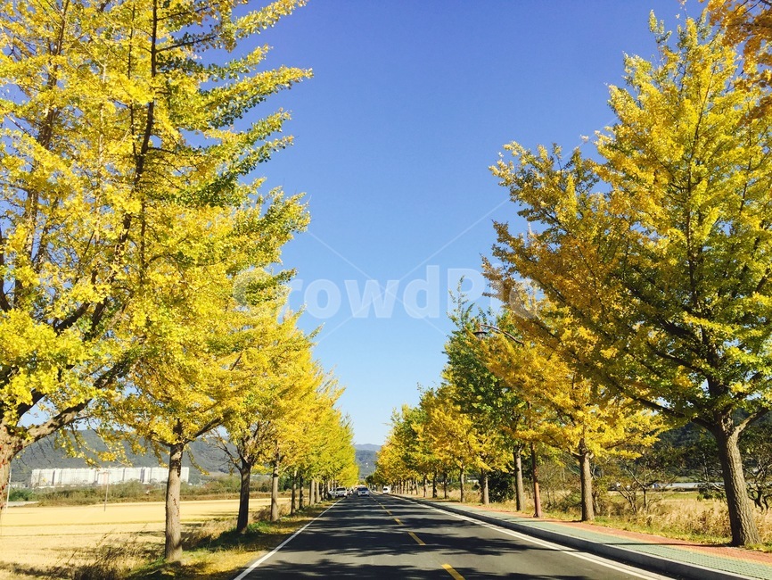tree,나무,plant,식물,road,도로,아스팔트,asphalt,타맥,tarmac,은행나무,가을나무,가을,계절,fall,autumn,season,식물,자연,plants,nature,나무,trees,wood