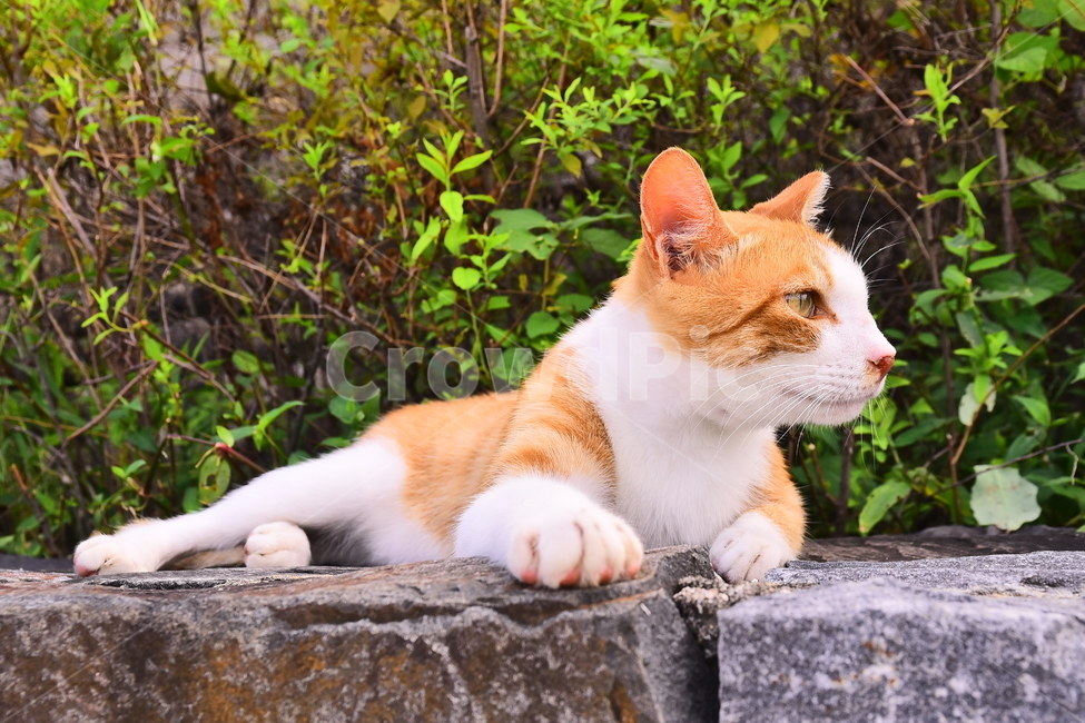 반려동물,고양이,냥이,길냥이,들고양이,들냥이,동물,표정,배경,바탕,백그라운드,애완동물,눈빛,휴식,바라보다,cat,animal,동물,animal,포유류,mammal,고양이,cat,kitten,kitty