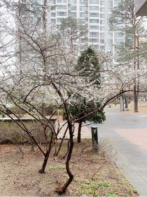 plant,벚꽃,식물,벚꽃나무,자연