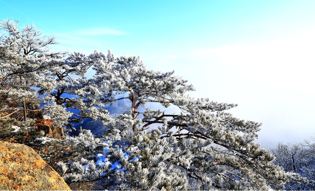 가리산,산,소나무,눈,겨울,나무,겨울,계절,winter,season,자연,풍경,nature,landscape