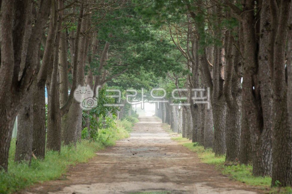 Pine tree forest road,Chuncheon Sancheonri,pine tree,Chun Cheon,Sancheonri,Sinbukeup,Pine tree forest