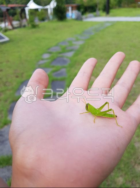 locust, green, Insect collection, Grasshopper, insect - Authentic ...