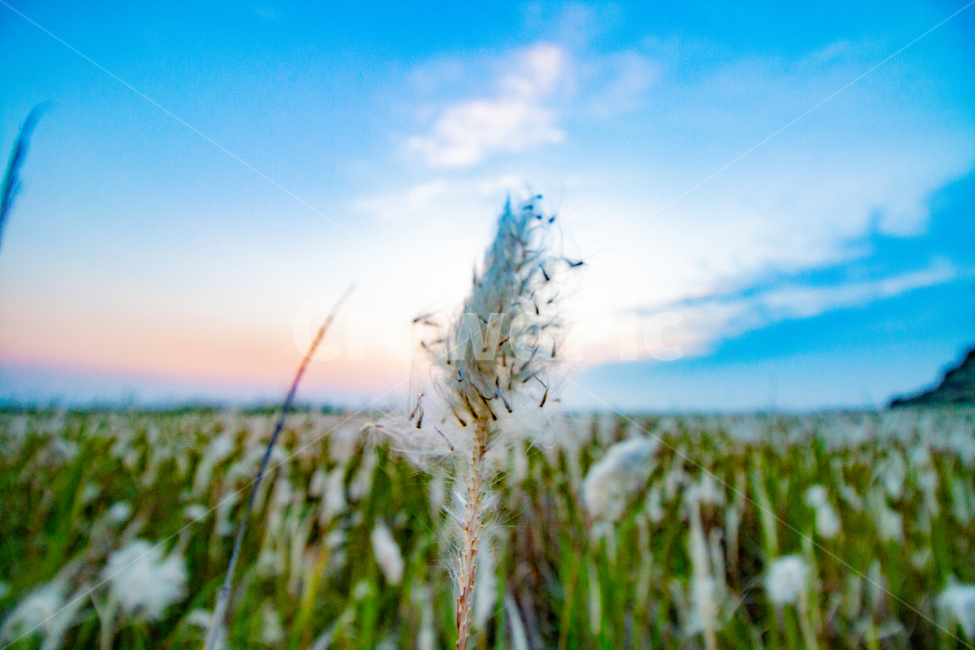 plant,식물,grass,잔디,갈대,자연풍경,자연,풍경,nature,landscape,식물,plants