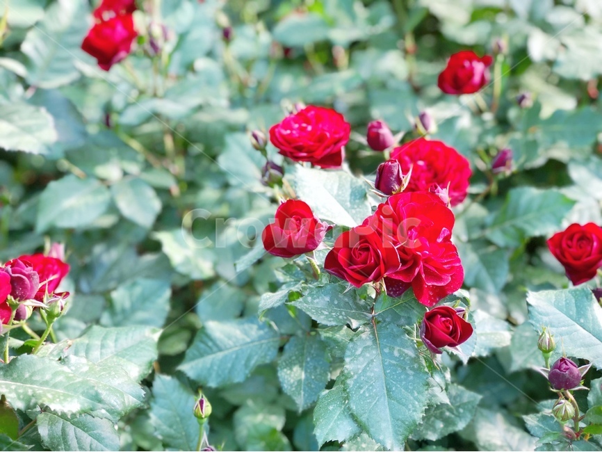장미,꽃,식물,자연풍경,빨간장미,빨간색,공원,장미공원,식물,자연,plants,nature,꽃,flower