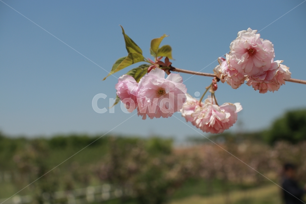 꽃,벚꽃,색감,역광,빛,부드러움,flower,들꽃,봄,계절,spring,season,식물,자연,plants,nature,꽃,flower,plant,blossom