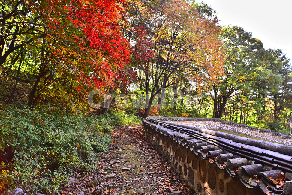 가을,한국전통,기왓장,울타리,단풍잎,메이플,maple,autumn,fall,background,돌담,담장,펜스,fence,outdoor,옥외,야외,햇살,낙엽,가을감성,단풍나무,가을분위기,가을배경,가을서정,계절,시즌,season,빈티지,오래된,vintage,ground,바닥,leaf,잎,plant,식물,가을,계절,fall,autumn,season,tree,나무