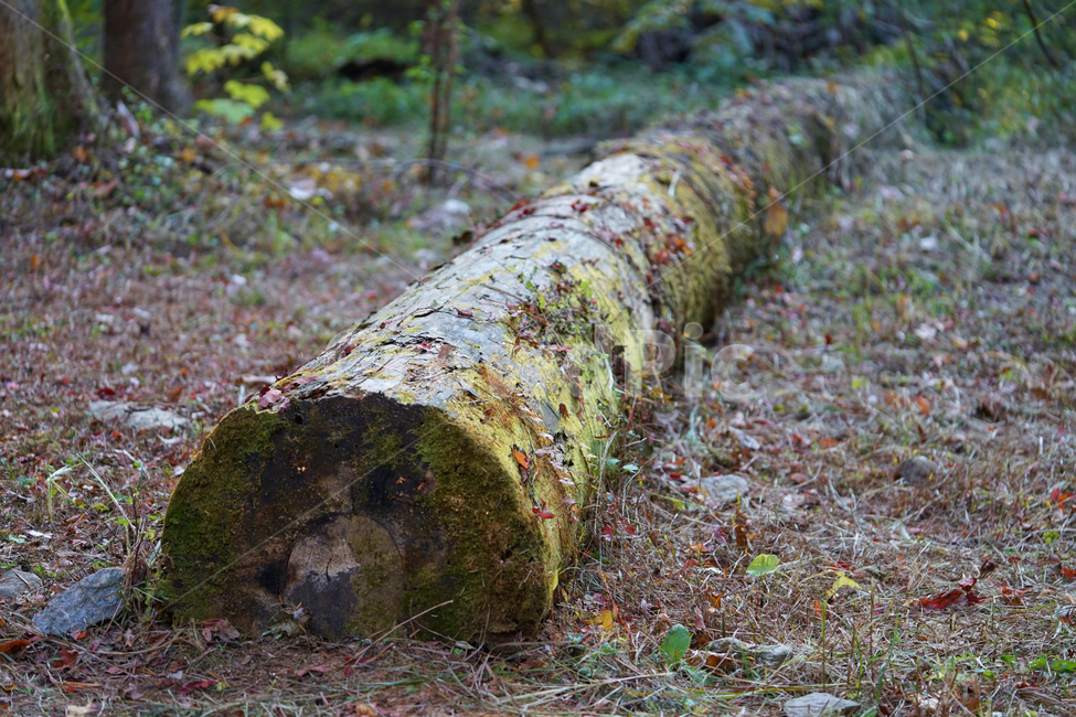 숲,통나무,이끼,낙엽,그늘,야외,나무,tree,wooden,wood,식물,자연,plants,nature