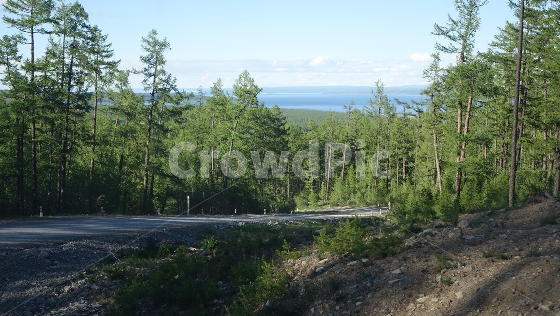 자연,nature,길,숲,forest,road,몽골,호수,몽고,MONGOLIA,홉스굴,식물,자연,plants,nature,나무,trees,wood