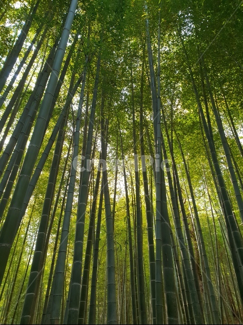대나무,대나무숲,숲,공원,나무,bambusoideae,죽녹원,죽림원,park,기둥,나무기둥,식물,wood,forest,산,산림,공기정화,fresh,신선한,기분,산림욕,식물,자연,plants,nature,나무,trees,wood