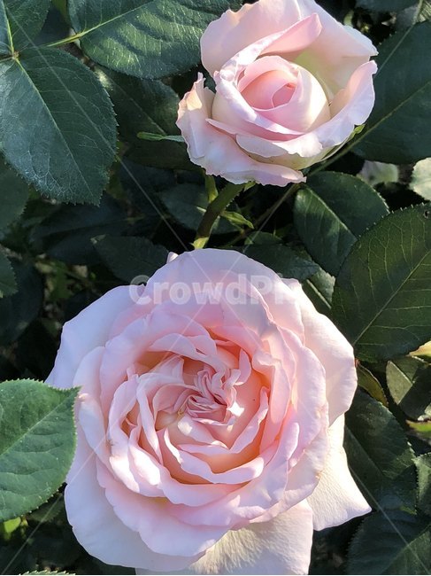 장미,오월,꽃,장미축제,장미꽃사진,식물,자연,plants,nature,꽃,flower
