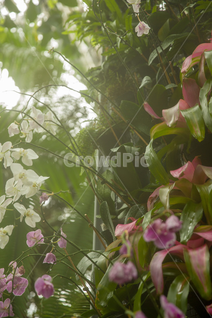 abstract,agriculture,art,artistic,beautiful,blossom,bright,cabbage,closeup,color,colorful,creative,decoration,decorative,design,farm,field,flower,fresh,garden,gardening,graphic,green,growth,healthy,illustration,leaf,modern,natural,nature,organic,pattern,plant,shape,style,summer,surface,vegetable,wallpaper,식물,자연,잎,초록,청록,정원