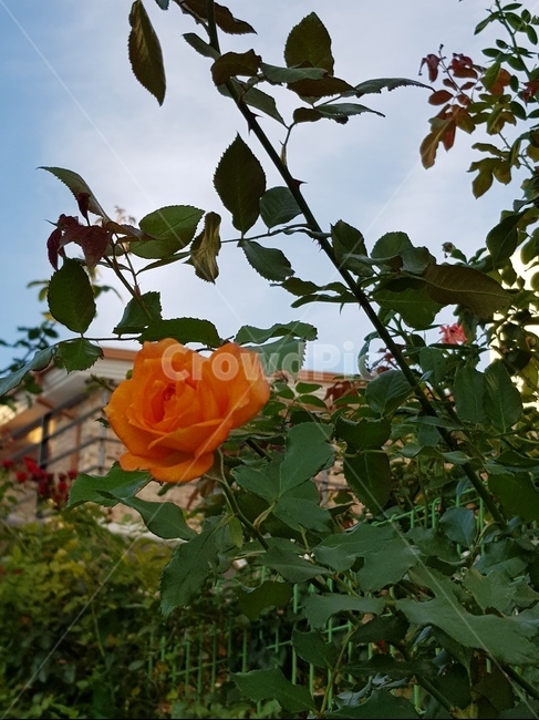 꽃,들꽃,가을꽃,들판,예쁜꽃,힐링,식물,자연,plants,nature,꽃,flower