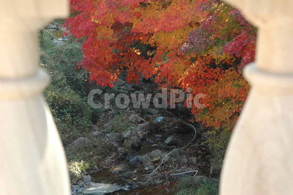 계곡,가을,단풍,프레임,나무,가을,계절,fall,autumn,season,leaf,잎,plant,식물,tree,maple