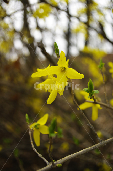 개나리,식물,plant,자연,nature,꽃,flower,봄,spring,계절,봄,계절,spring,season,식물,자연,plants,nature,꽃,flower,blossom
