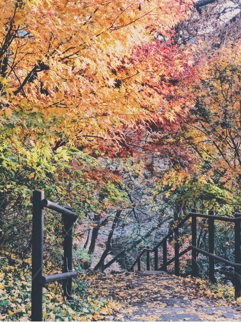 leaf,잎,plant,식물,tree,나무,단풍,maple,가을,fall