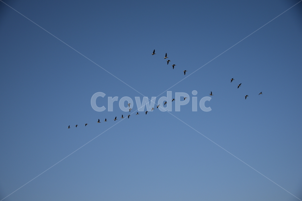 철새,겨울,하늘,v,기러기,seasonbird,winter,sky,동물,animal,조류,새,birds