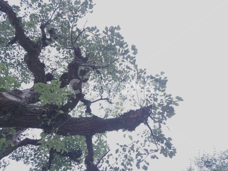 나무,식물,나무줄기,나뭇잎,하늘,tree,plant,treetrunk