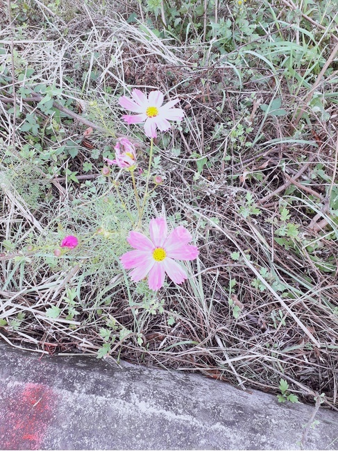 꽃,꽃잎,flower,코스모스,cosmos,꽃,flower
