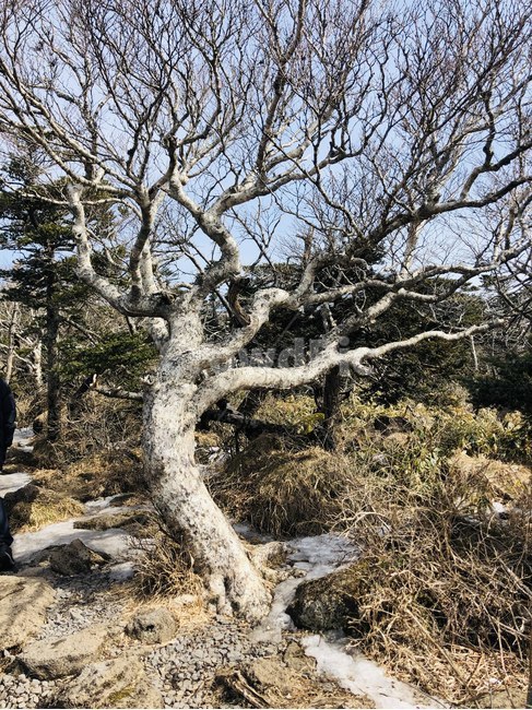 자연,나무,감성,이국적,숲,돌,바위,풀,식물,자연,plants,nature,나무,trees,wood