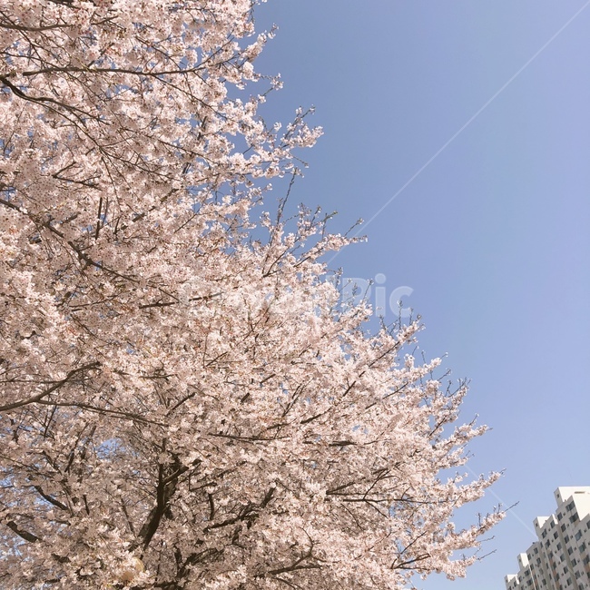 벚꽃,봄,하늘,꽃,감성,따뜻함,봄,계절,spring,season,plant,식물,flower,blossom,cherry blossom