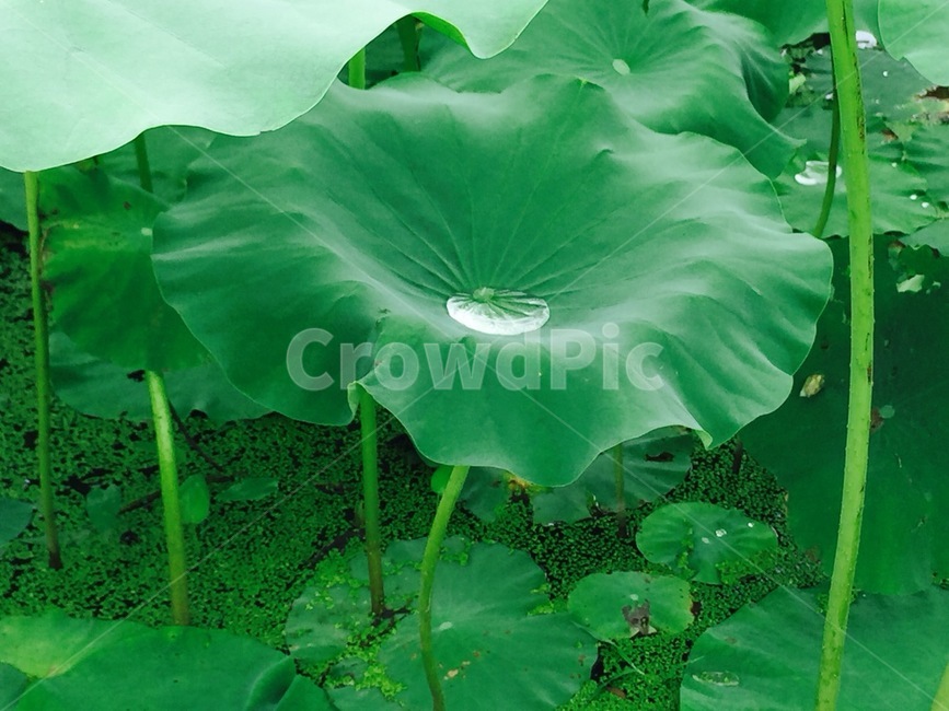 식물,꽃,연잎,물방울,plant,flower,water