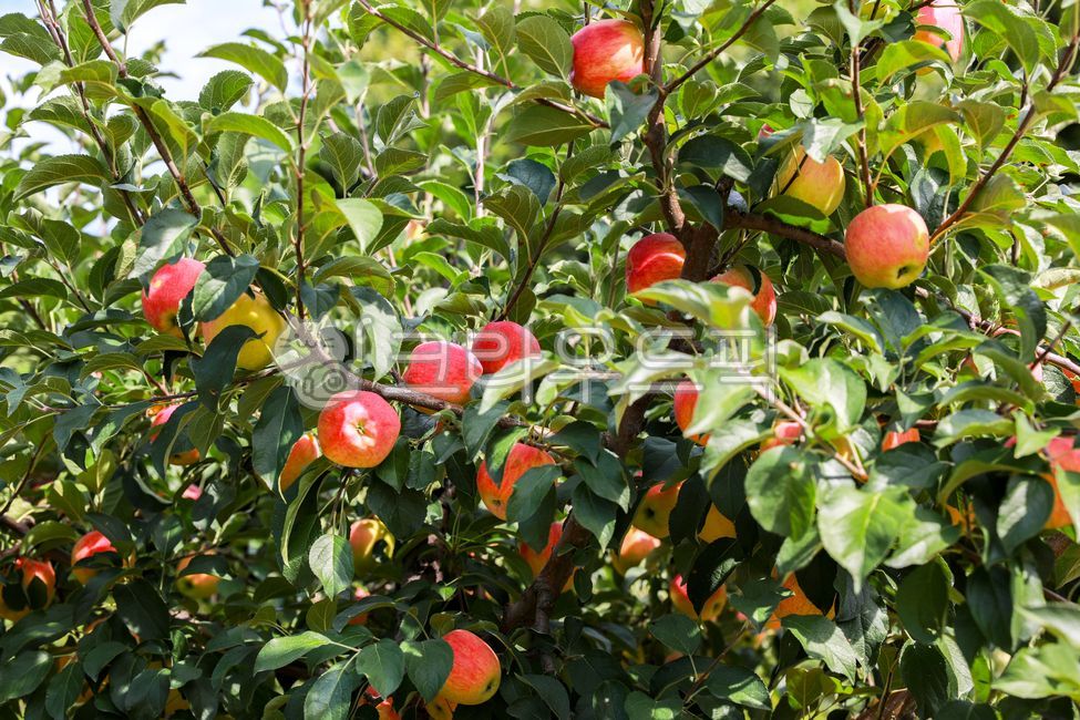 사과,과일,사과나무,과일나무,과수원,apple,fruit,appletree,anorchhard