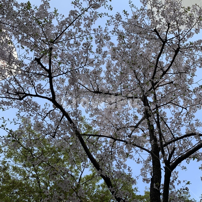 벚꽃,봄,꽃,나무,봄날,봄,계절,spring,season,tree,plant,식물,tree trunk,나무 줄기