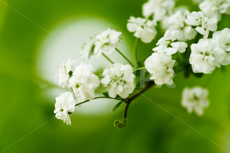 감성,색감,꽃,흰색,녹색,물향기수목원,식물,자연,plants,nature,감성,sensible,feeling,꽃,flower