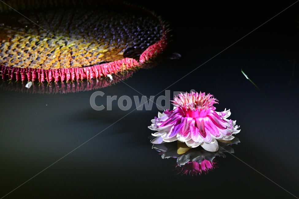 lighting,조명,plant,식물,flower,blossom,꽃,밤,야경,연꽃,수련,빅토리아연,빅토리아연꽃