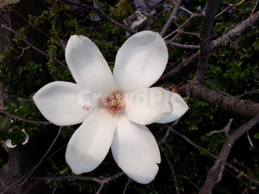 꽃,자연,생물,식물,생태계,만개,꽃종류,flower,목련,돌연변이