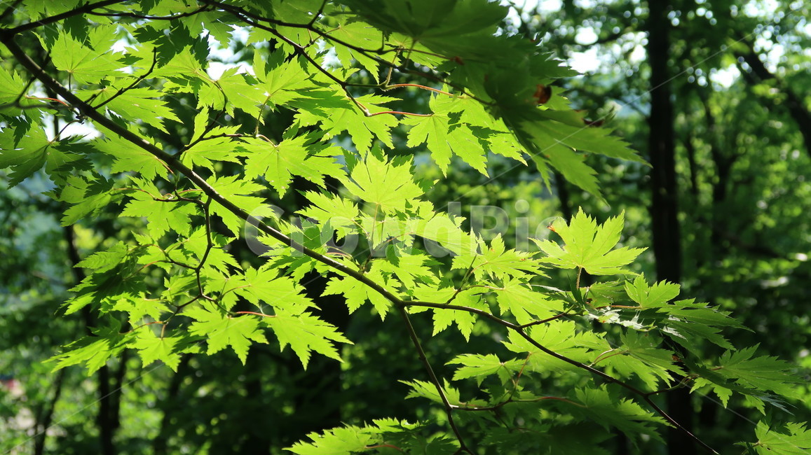 leaf,잎,plant,식물,tree,나무,green,초록,초록색,sunny,맑은날,맑음,빛,햇빛,봄,여름,계절,식물,자연,plants,nature,나무,trees,wood
