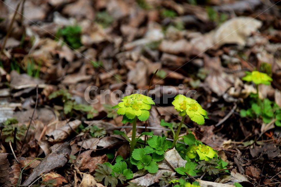 선괭이눈,야생화,봄,꽃,풀꽃,자연,식물,식생,plants,nature,spring,season,flower