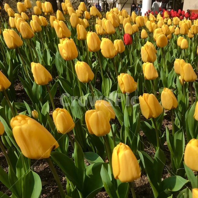 plant,식물,blossom,꽃,flower,튤립,노란,tulip