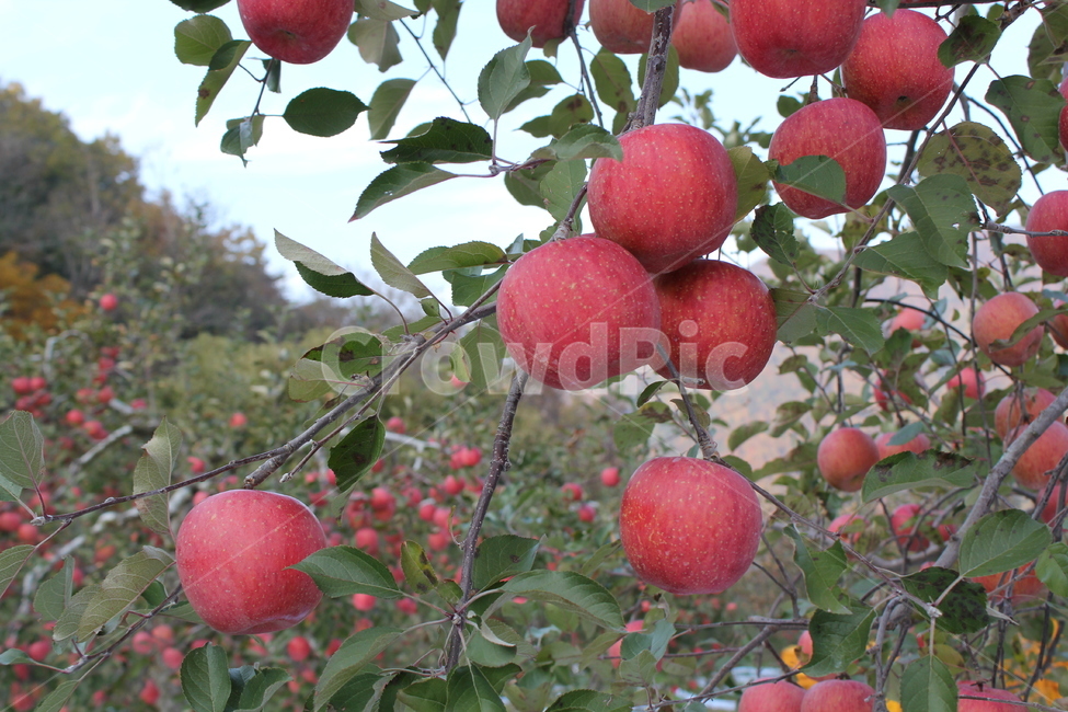 과일,사과,사과나무,과수원,빨간사과,과일,열매,fruit