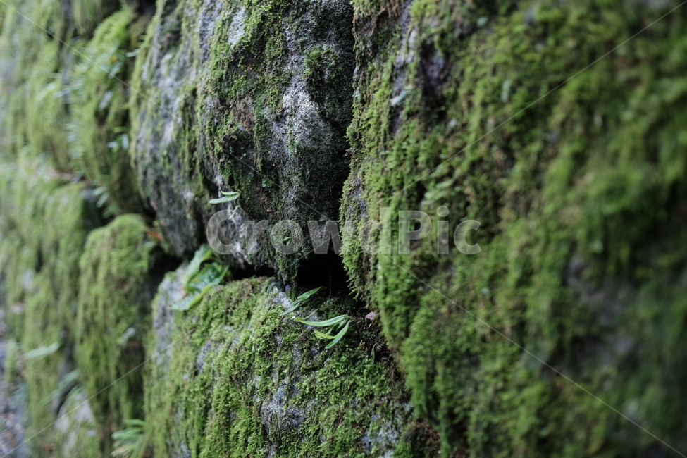 이끼,초록,돌담,돌벽,이끼낀돌,돌,식물,자연,plants,nature