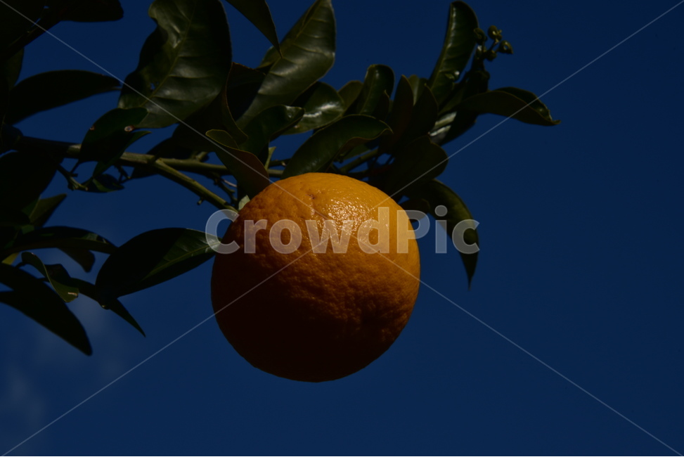 귤,밀감,감귤,mandarin,tangerine,과일,제주도,식물,자연,plants,nature,과일,열매,fruit